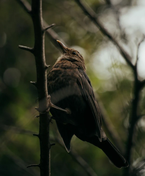 a bird sitting on top of a nch on a tree