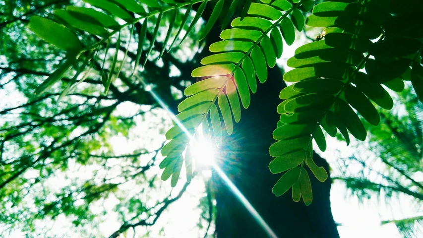 a sunburst shines through the green leaves on the tree