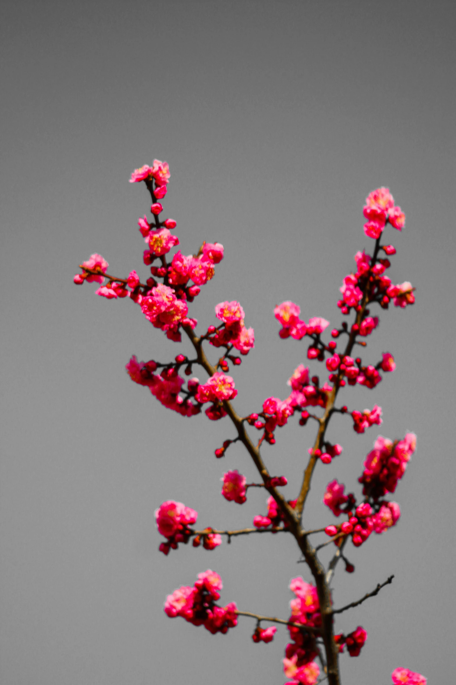 a close up of a nch with pink flowers