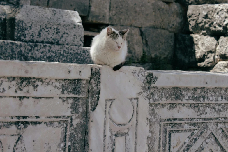 a cat is sitting on top of an ancient wall