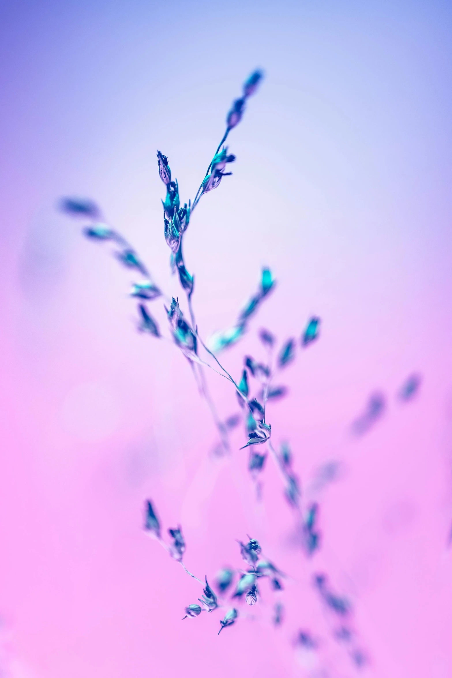 a close up po of a small plant with water drops