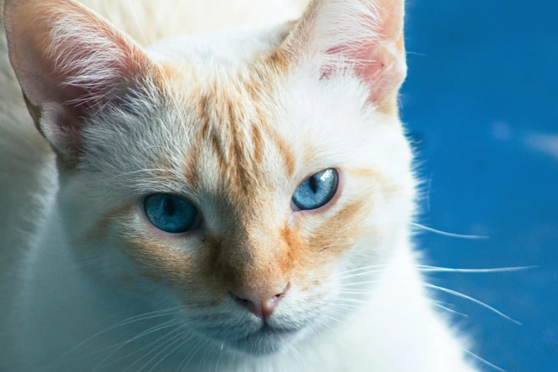 the cat has blue eyes and it is very cute