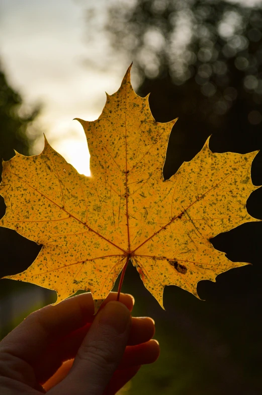 the person holds an orange maple leaf in their hand