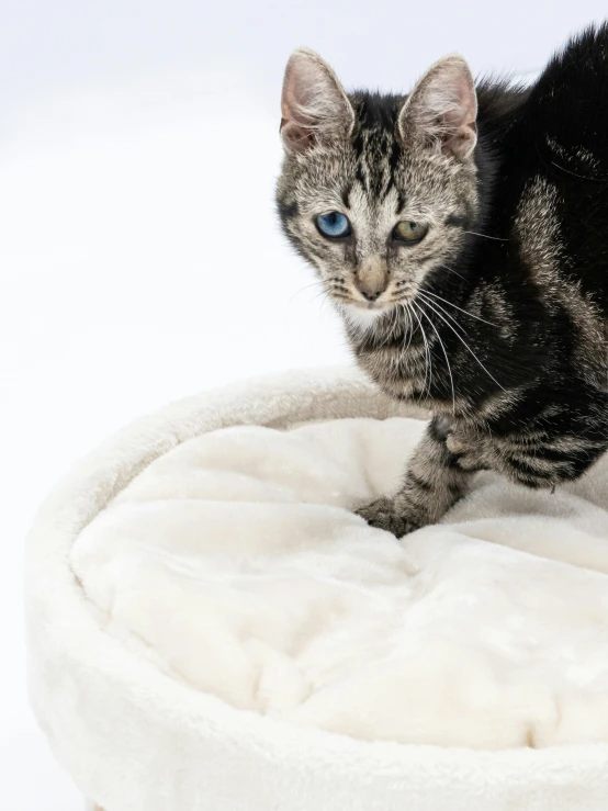 cat standing on a fluffy, pet bed