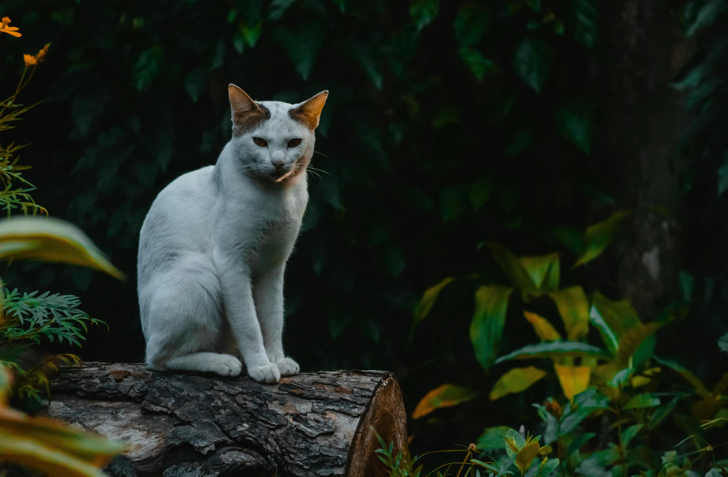 a white cat sitting on a piece of tree logs