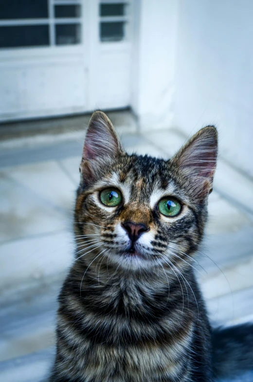 cat with light colored fur looking up and to the right