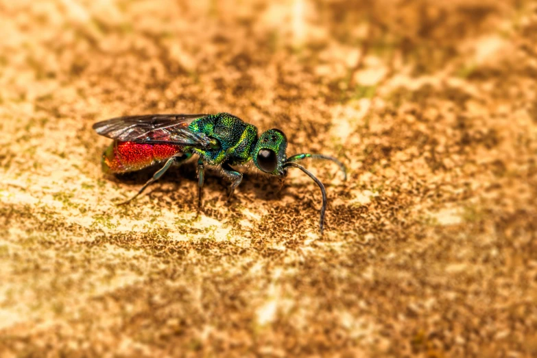 two colored flies sitting on a surface one is black and the other has red