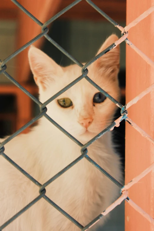 an adorable white cat standing behind a wire fence