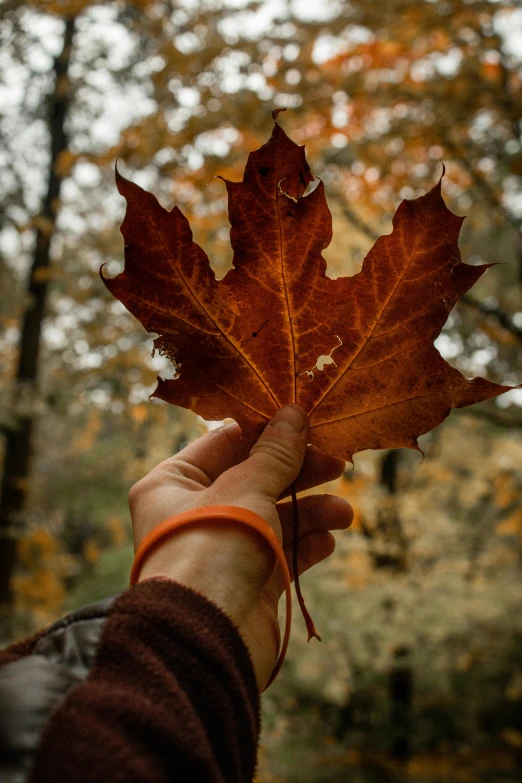 a hand holding up an autumn leaf in front of a wooded area