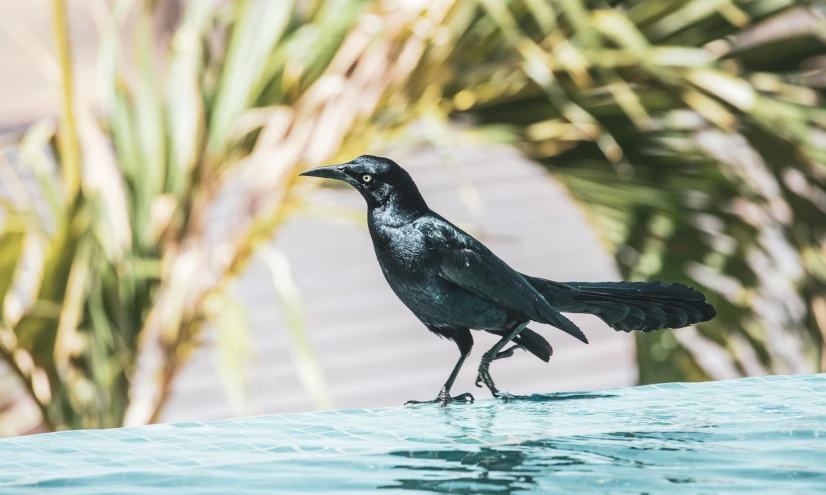 a small bird walking on the edge of a pool