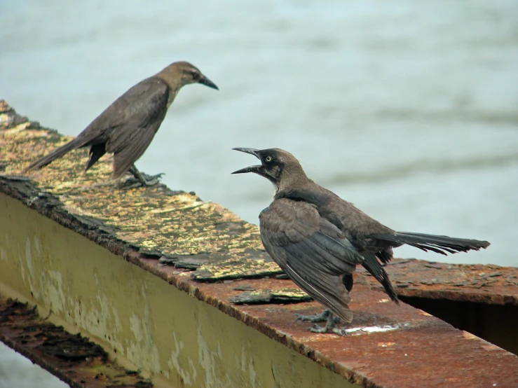 two grey birds one standing and the other sitting