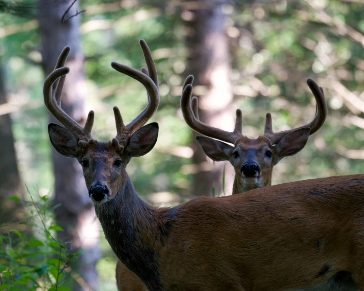 two red deers staring in front of trees