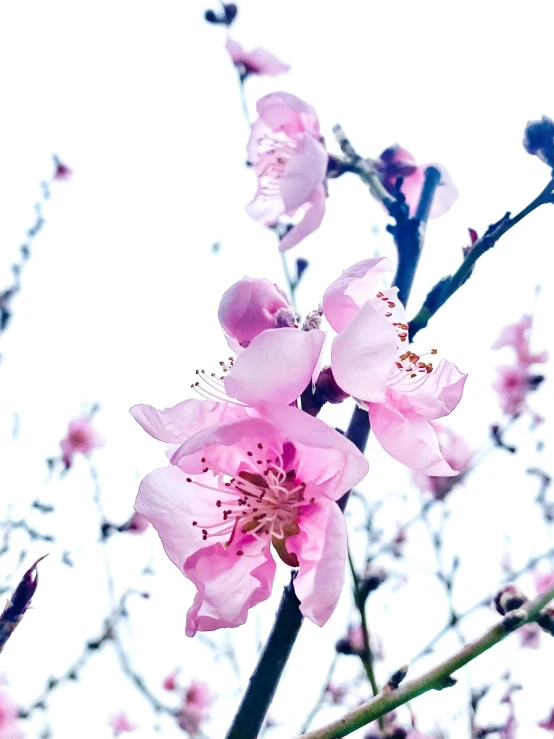 pink flowers are blooming next to a tree