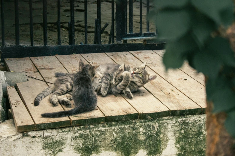 two cats playing together on the porch together