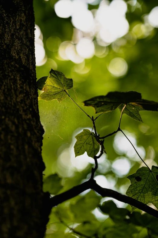 a tree in the foreground with leaves on it