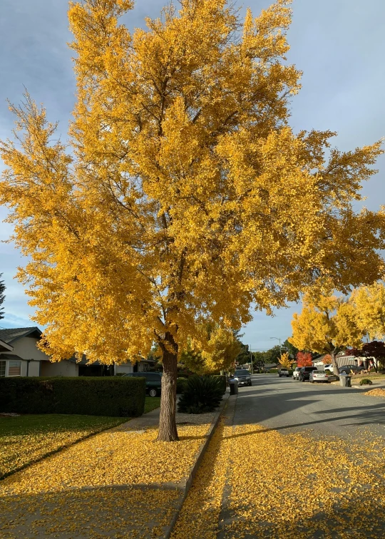 an oak tree on a residential street in autumn