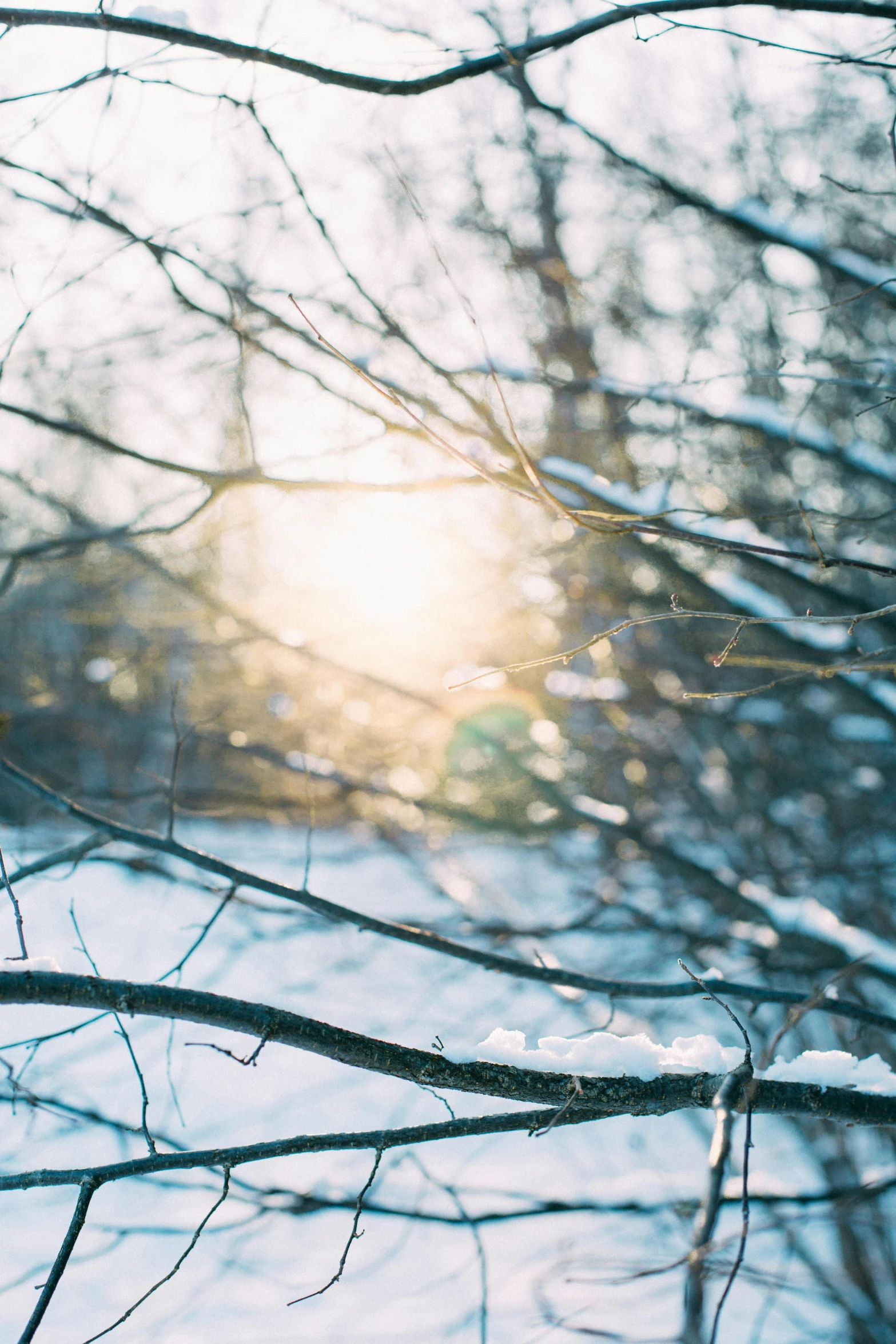 an image of trees covered in snow and sunbeam