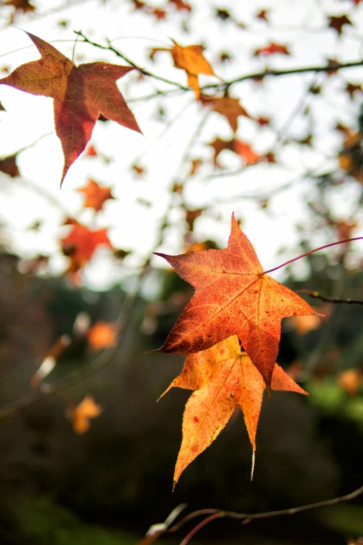 some fall foliage is hanging upside down from the tree