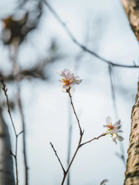 the flowers on the top of the tree are pretty