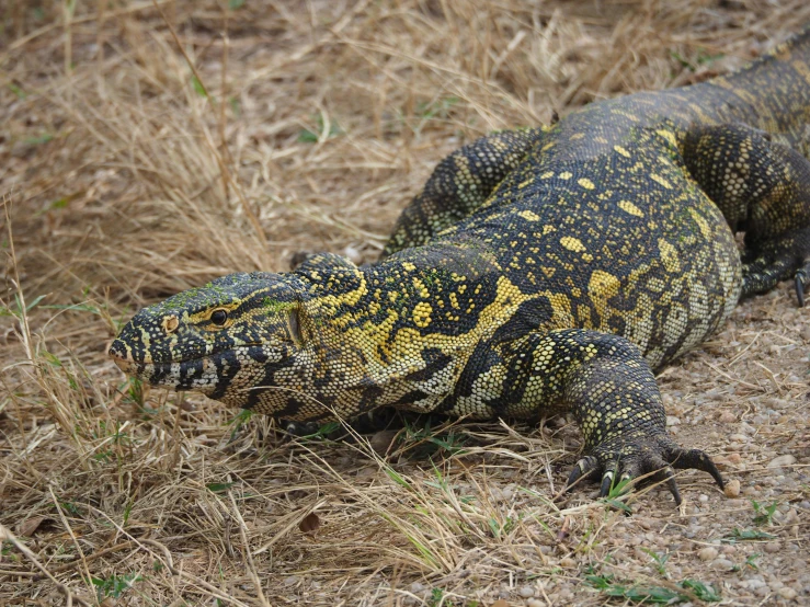 a lizard with yellow spots lays on the ground