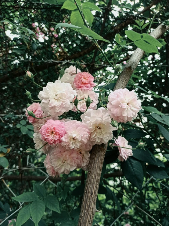 pink flowers are in the middle of a bush