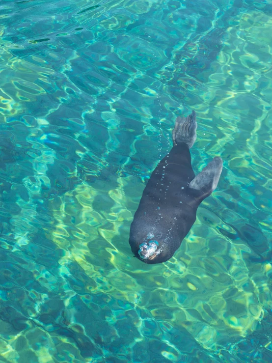 a large animal floating in the blue ocean water