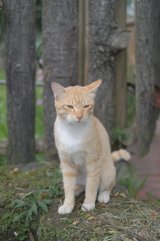 an orange and white cat staring into the distance