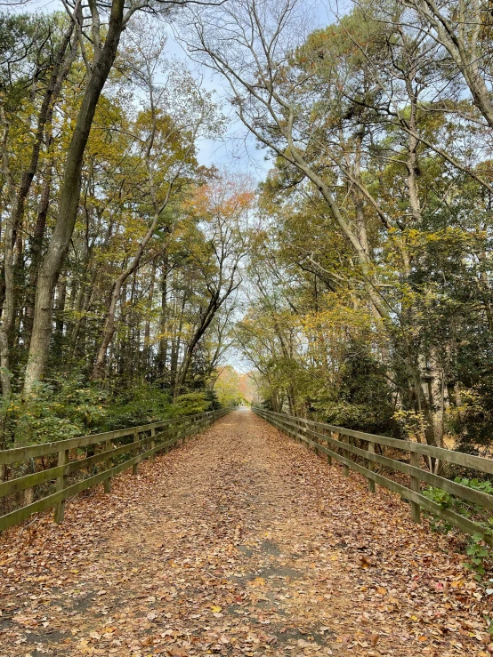 a trail through the woods covered with fall leaves