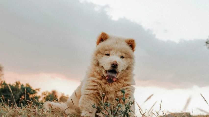 a puppy in the grass with a sunset in the background
