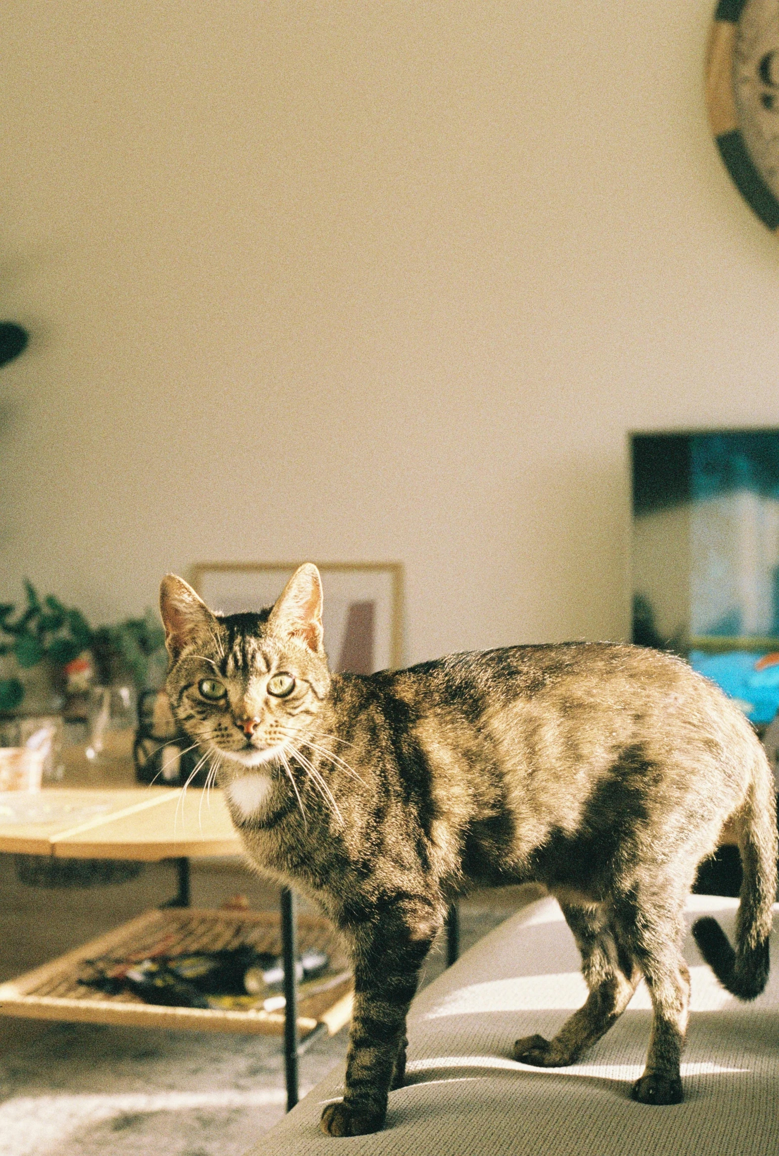 the cat is standing by himself on the table