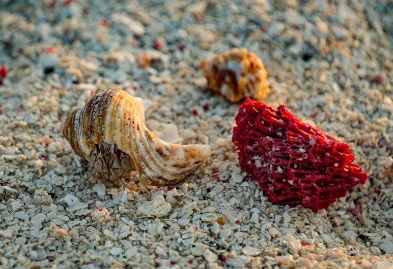 several different colored shells laying on gravel