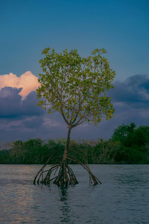 an abstract po of a tree sitting in water