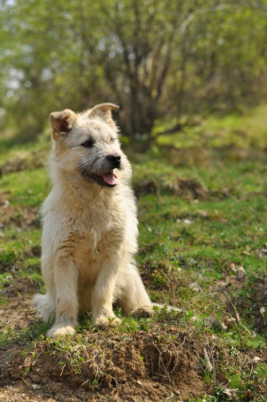 a white and gray dog is sitting in the grass