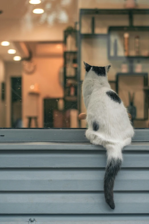 a white and black cat with grey paws on a window sill