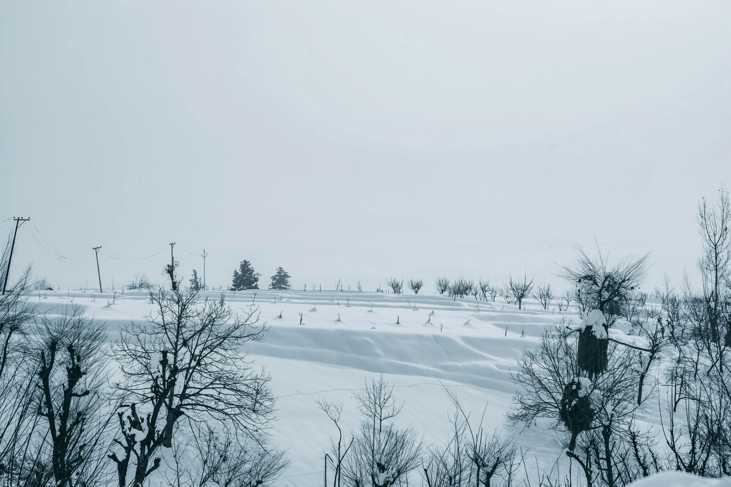 snowy trees on an open field during a gray day