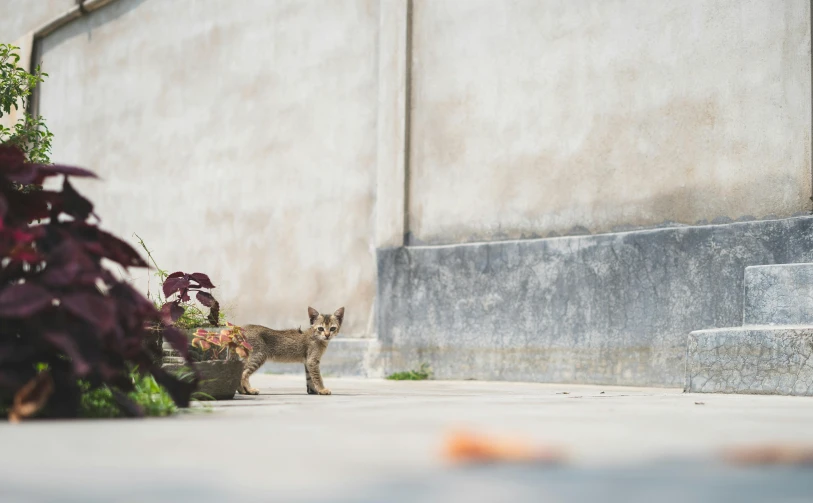 a small cat in the middle of a sidewalk