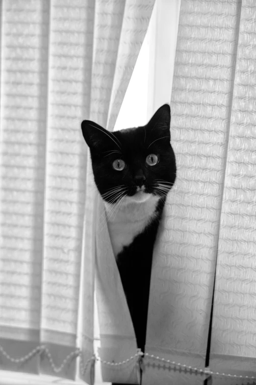 black and white po of cat peeking out from window