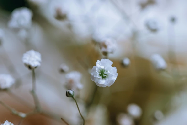 this is a close up of some small flowers