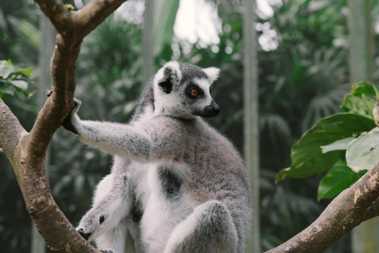 a small lemur bear sitting on top of a tree