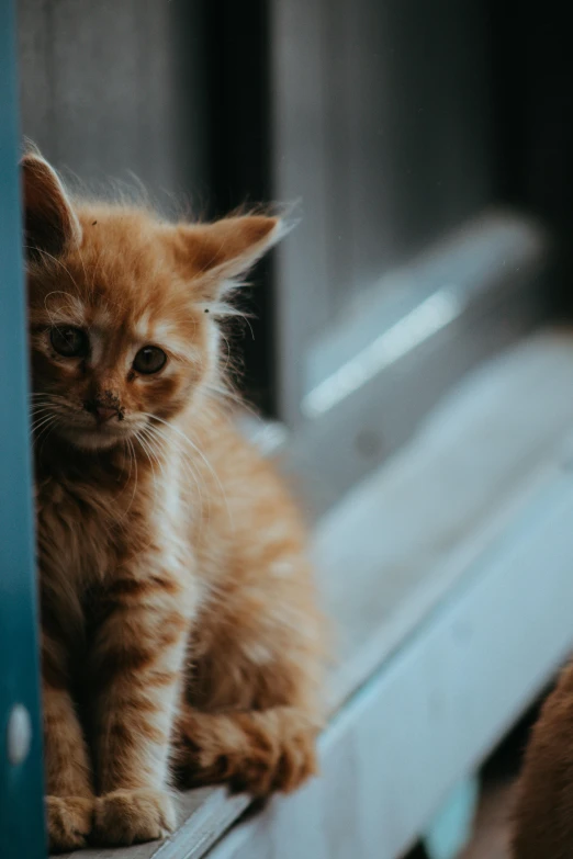 small orange cat sitting on top of a wooden bench