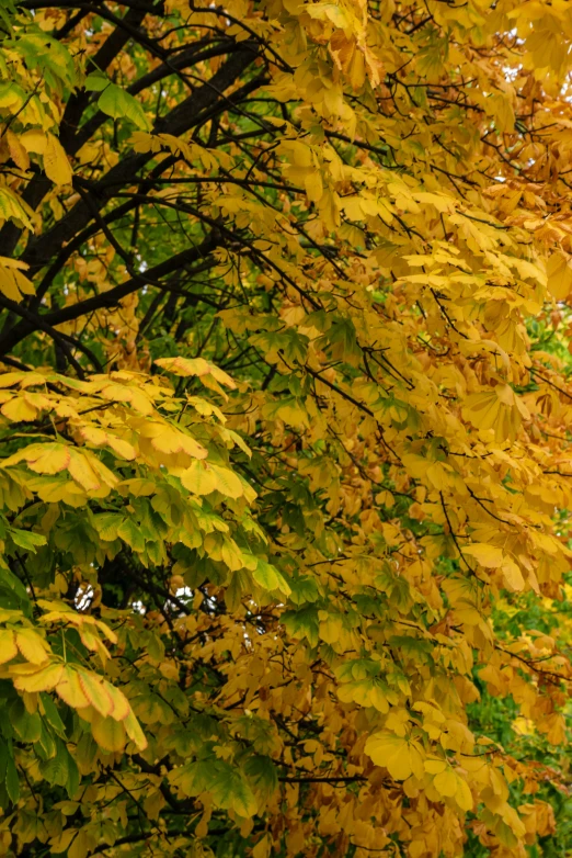 a bench in front of colorful leaves against green