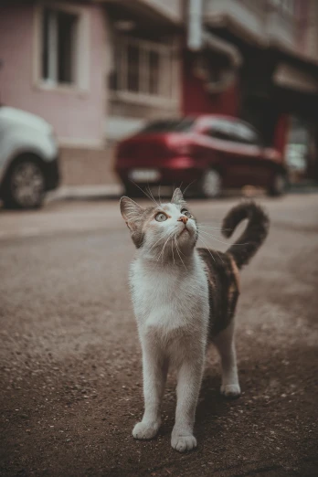 a cat on a street staring at the camera