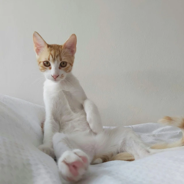 cat sitting on bed posing for a picture