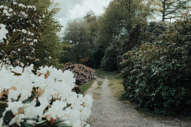 a dirt road with flowers on both sides