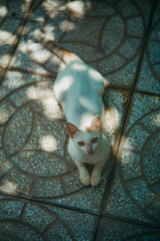 a white cat standing next to a wooden chair