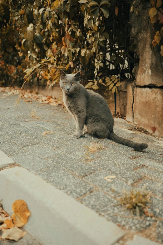 a grey cat sitting in the middle of a street