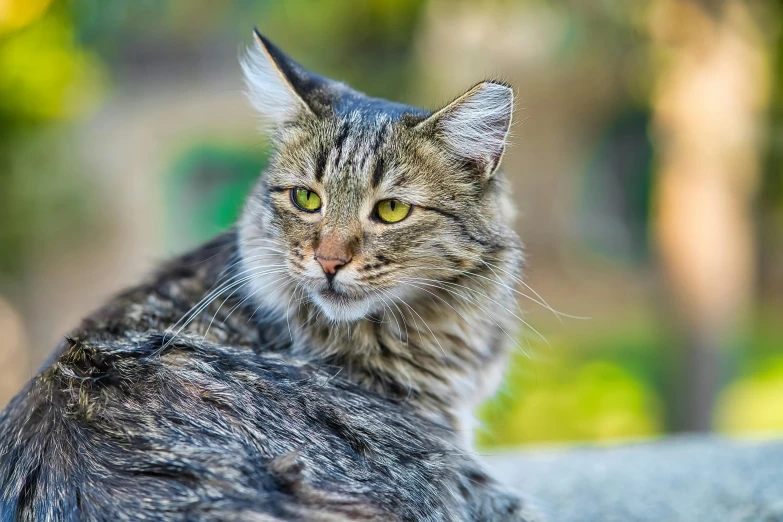 a cat looking intently at the camera in front of trees