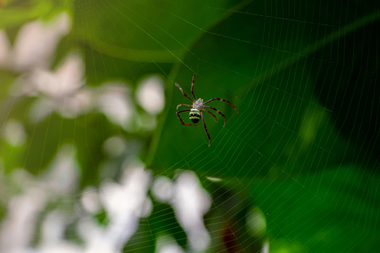 a big green and black spider in the middle of a web