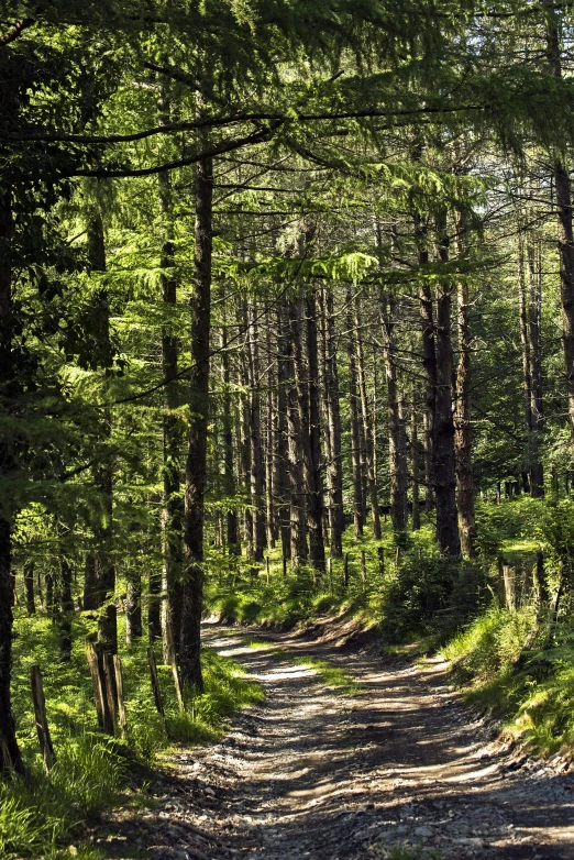 a dirt road in the middle of trees in a forest