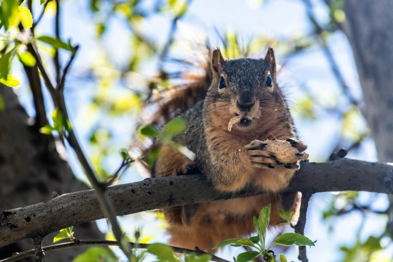 a squirrel sitting on a nch in a tree